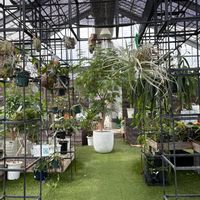 チランジア,エアプランツ,観葉植物,成長記録の画像