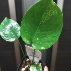 モンステラ,モンステラ デリシオーサ,斑入りモンステラ,モンステラ・ホワイトモンスター,観葉植物の画像