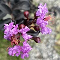 サルスベリ,百日紅,パープル,銅葉の画像