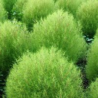 コキア,ホウキグサ,花散歩,花のある暮らし,植物のある暮らしの画像