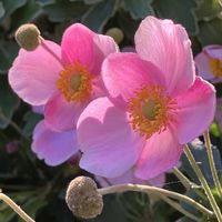 シュウメイギク,秋明菊,秋明菊,ピンク,癒しの画像