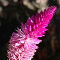 ノゲイトウ,セロシア.,ピンク,ピンクの花,時報UPの画像