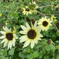 ヒマワリ,おでかけ先,花の海の画像