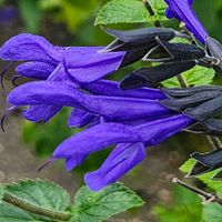 ブルーサルビア,ブルーサルビア,サルビアの後花,ブルーサルビアの花の画像
