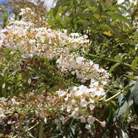 ブッドレア,フサフジウツギ(房藤空木),鉢植え,ガーデニング,樹木の画像