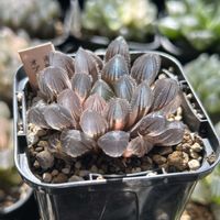 ハオルチア,赤線レンズオブツーサ錦,多肉植物,軟葉系ハオルチア,斑入り。の画像