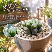 ハオルチア,ハオルチア属の画像