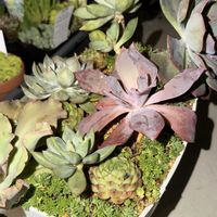 セダム,多肉植物,クラッスラ属,エケベリア属,寄植えの画像