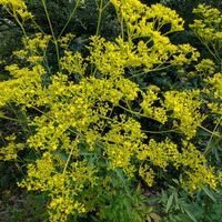 コリウス,コレオプシス レッドシフト,ハギ（萩）,オミナエシ(女郎花),花のある暮らしの画像