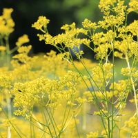 オミナエシ,センニンソウ,ノカンゾウ,光と影,今日のお花の画像