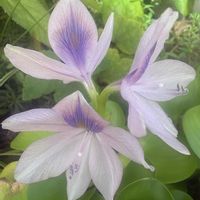 ホテイアオイ,咲いた！,かわいいな♡,日々に感謝の画像