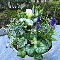 寄せ植え,ネコのいる暮らし,自宅の画像