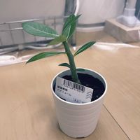 アデニウム,観葉植物,植物大好き,観葉植物のある暮らし,ベランダの画像