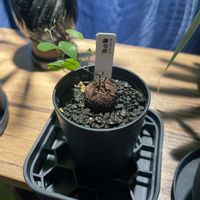 亀甲竜,アフリカ亀甲竜,観葉植物,ディオスコレア属の画像