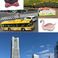 アサガオ,アサガオ,キンモクセイ,キンモクセイ,マヌルネコの画像
