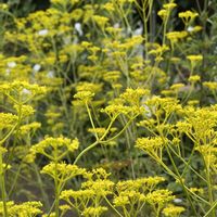 オミナエシ,ツマグロヒョウモン,セセリチョウ,山野草,今日のお花の画像