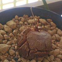 サボテン,亀甲竜,アフリカ亀甲竜,多肉植物,塊根植物の画像