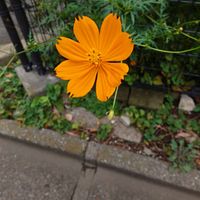 キバナコスモスの画像