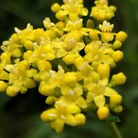 オミナエシ,オミナエシ,樫原湿原の画像