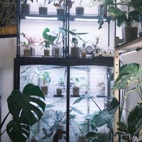 アンスリウム,アンスリウム ベイチー,観葉植物,植物のある暮らし,フィロデンドロン属の画像