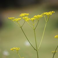 オミナエシ,山野草,黄色い花,鳴尾浜臨海公園の画像