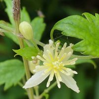 ボタンヅル,ボタンヅル,無農薬,家庭菜園,畑の画像