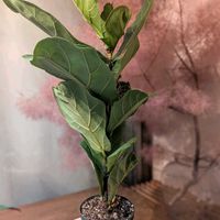 カシワバゴム,フィカス・リラータ・バンビーノ,観葉植物,熱帯植物,植物のある暮らしの画像