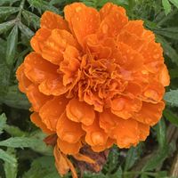 カリン,ナンテン,マリーゴールド,カタバミ,オレンジ色の花の画像