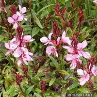 ガウラ,ガウラ(白蝶草),信州大好き⛰️,ピンクの花,今日の花の画像