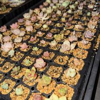 多肉植物,エケベリア属,パキベリア属,バルビナエア属の画像