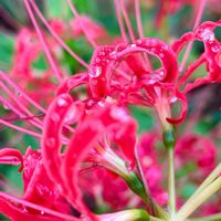 ヒガンバナ,青空,花のある暮らし,今日のお花の画像