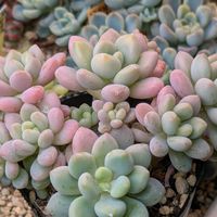 多肉植物,葉挿し,多肉寄せ植え,実生苗,葉挿し苗の画像