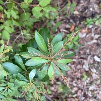アセビ,馬酔木(アセビ）の画像