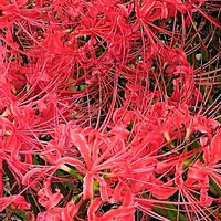 花のある暮らし,彼岸花,今日のお花,育てる喜び,田舎の道端の画像