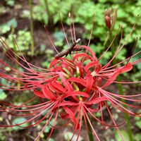 ヒガンバナ,カマキリさん,クリ,山野草,雨上がりの画像