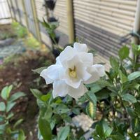 クチナシの画像