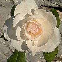 シュウメイギク,シレネ,ナス,バラ ボレロ,バラ しずくの画像