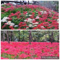 ノウゼンカズラ,権現堂の彼岸花,いつもありがとう♡,巾着田,過去picの画像