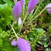コルチカム(イヌサフラン),実家の花,雨降りの朝,GS皆様ありがとう,実家の庭にての画像