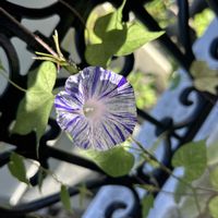 江戸風情,ハチコ,コタロー♡,お花に癒される,ニャンニャン祭りの画像