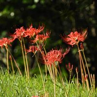 ヒガンバナ,ピラカンサ,キバナコスモス,イソヒヨドリ♂,今日のお花の画像