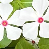 アサガオ,ニチニチソウ,日々草,ニチニチ草,白い花の画像
