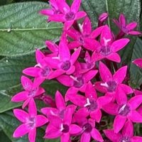 ペンタス,素敵な出会いに感謝,今日も元気で,今日も笑顔で♡,花を通じて愛と平和をの画像