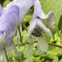 トリカブト,オクトリカブト,山野草の画像