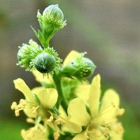 キンミズヒキ,花言葉,山野草,花のある暮らし,薬効の画像