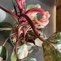 フィロデンドロン,フィロデンドロン・ピンクプリンセス,観葉植物の画像