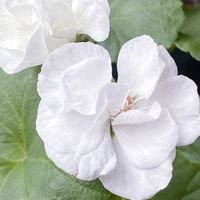 アイビーゼラニウム,秋明菊,スマホ撮影,ベテラン乙女倶楽部,花友さんに感謝♡の画像