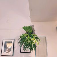 ビカクシダ キッチャクード,インテリアグリーン, コウモリラン ,観葉植物のある暮らし,リビング・ダイニングの画像