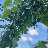 ミニキュウリ,バタフライピー,植物にありがとう♡,頑張れ❗️日本,頑張ろう日本❣️の画像