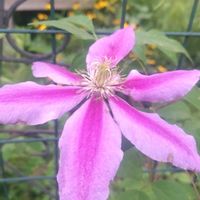 放置栽培,お花のある暮らし,曼殊沙華 ヒガンバナ,庭に咲くお花たちの画像